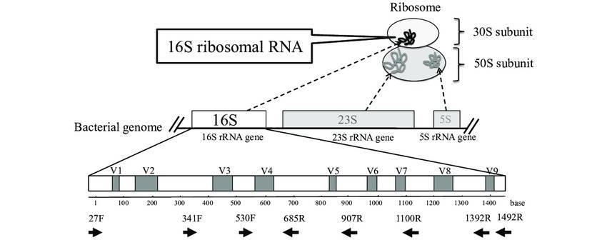 Microbial Species Identification Methods: 16S rRNA and Metagenomic Sequencing