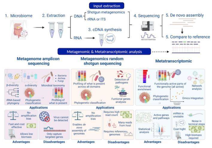 Workflow of a metagenomic analysis: laboratory and bioinformatic analysis (Laura C. Terrón-Camero et al,. 2022)