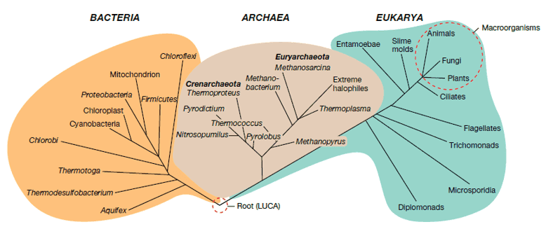 An illustration of the phylogenetics of bacteria, archaea, and eukarya.