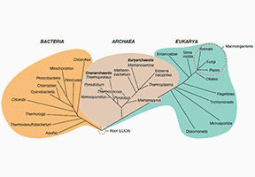 Bioinformatics Analysis