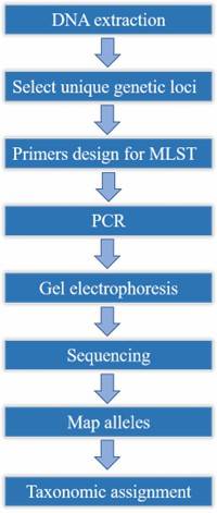 The Workflow of Multi-Locus Sequence Typing.