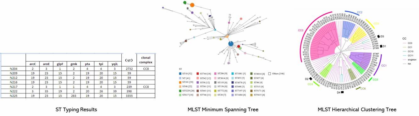 The Multi-Locus Sequence Typing Results Display Figure.