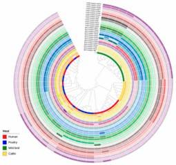 Figure 2. Interactive tree of life (iTOL) of 53 C. jejuni isolates, depicting gene point mutations and sequence cluster classification based on their presence and absence. (Aksomaitiene et al., 2023)