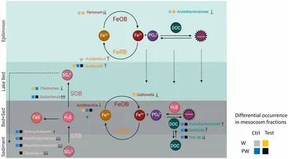 Figure 2. Conceptual model illustrating the biogeochemical cycling of nutrients, sulfur, and iron at the sediment-water interface in Lake Caviahue. (Cuevas et al., 2024)
