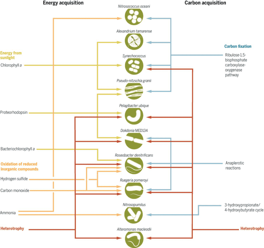 Trophic categories of the ocean microbiome.