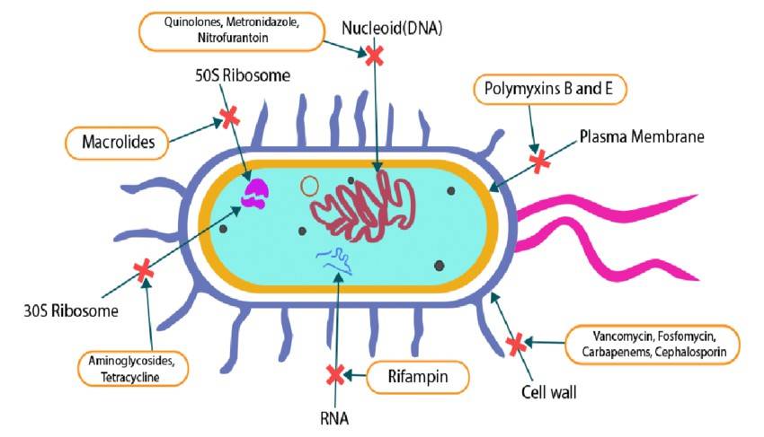A Comprehensive Overview of Antibiotics, Antibiotic Resistance, and Antibiotic Resistance Genes