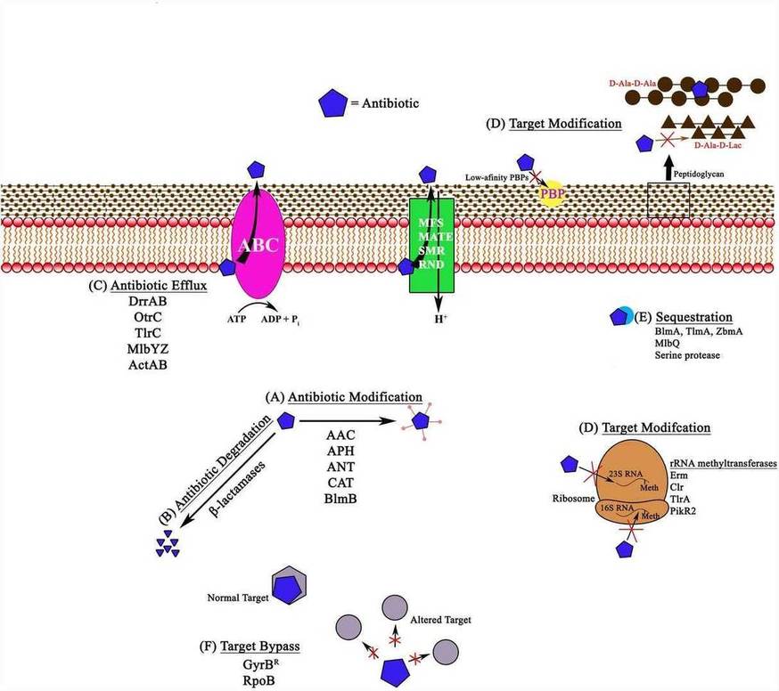 Antibiotic resistance mechanisms