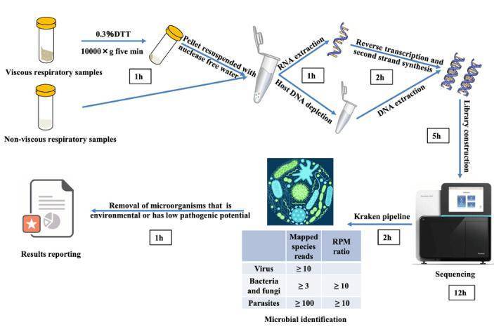 Complete mNGS assay workflow.