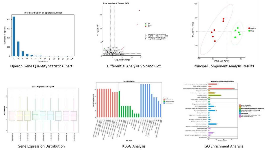 The Prokaryotic RNA Sequencing Results Display.