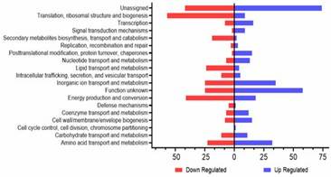 Figure 1. Transcriptome analysis of A. baumannii WT and YhaK Tn: KEGG gene ontology categories. (Young et al., 2023)