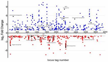 Figure 2. Transcriptome analysis of A. baumannii WT and YhaK Tn: genes with differential expression. (Young et al., 2023)