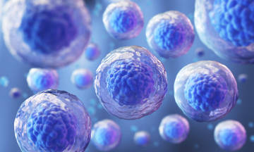 Microbial Identification