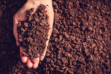 Microbial Diversity Analysis of Soil