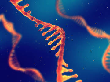 Microbial Identification