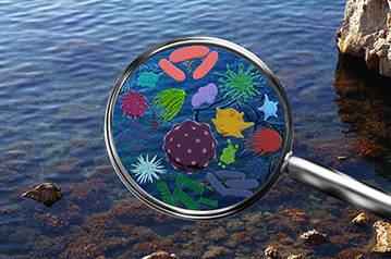 Microbial Diversity Analysis of Water
