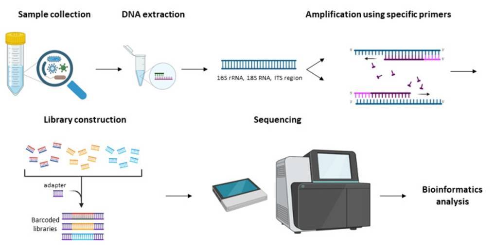 The workflow for the amplicon sequencing.