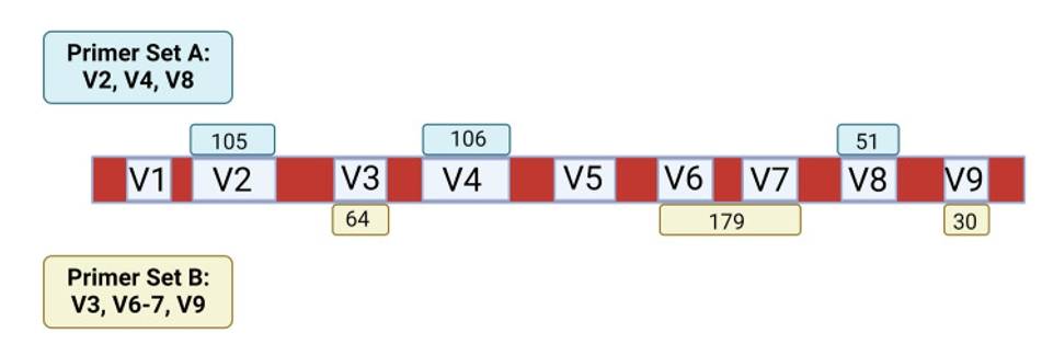 Schematic of the 16S rRNA gene with conserved (red) and variable (blue) regions targeted by PCR primers.