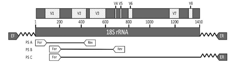 Schematic of the 16S rRNA gene with conserved (red) and variable (blue) regions targeted by PCR primers.