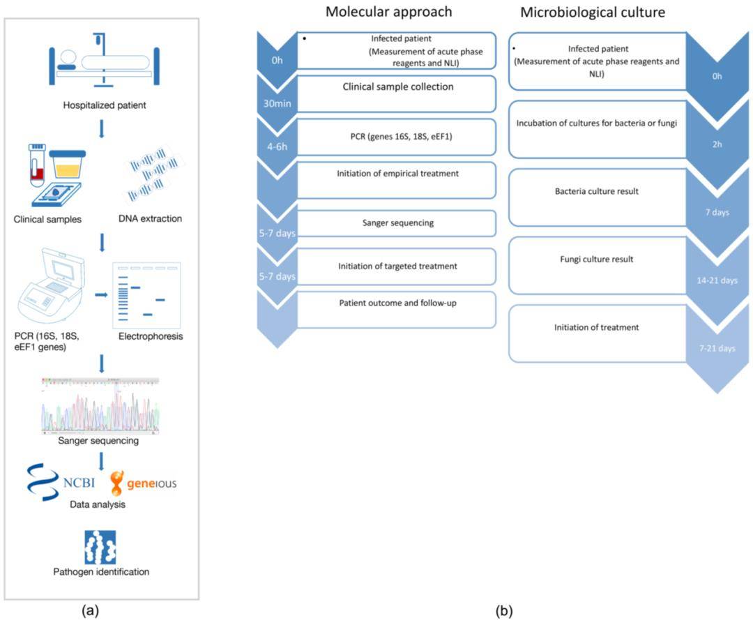 Rapid Bacterial and Fungal Pathogen Identification Using Sanger Sequencing
