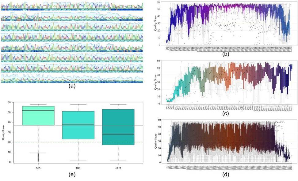 Figure 1: Quality analysis of Sanger sequencing reads for all genomic markers used in the study. (a) Representative electropherogram; (b) Nucleotide quality analysis for 16S; (c) 18S; (d) eEF1 sequences; (e) Quality score distribution for nucleotide positions in 16S, 18S, and eEF1 sequences.