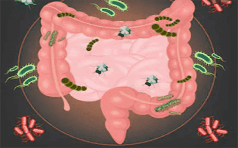 Sample Preparation Protocols for Gut Microbiome Sequencing