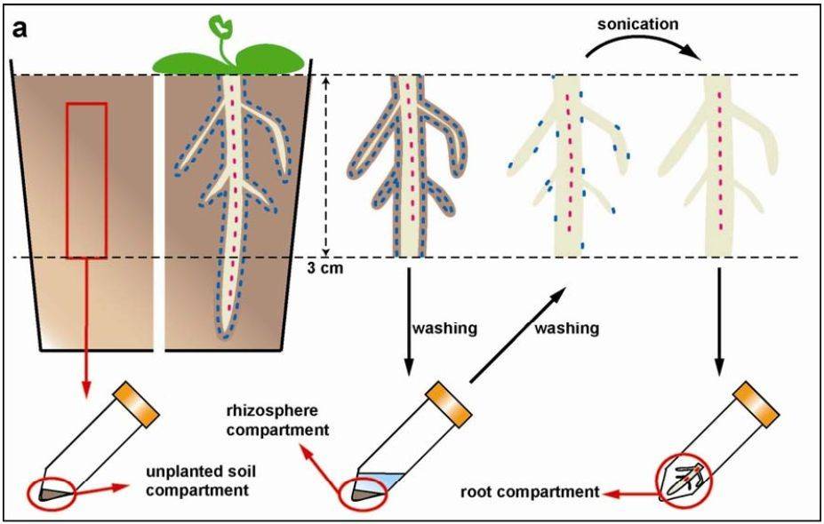 Soil Sampling Protocol