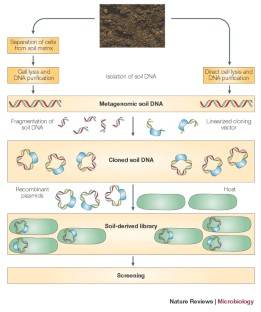 Explore and exploit the genomic diversity of soil microbial communities by metagenomics.