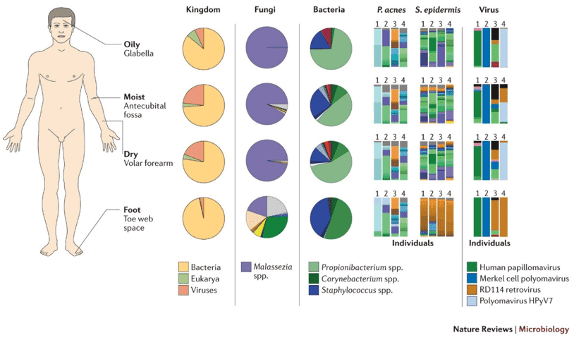 Microbiota composition at four major microenvironments of the human skin.