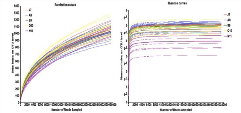 Rarefaction curves of operational taxonomic unit (OTU) numbers.
