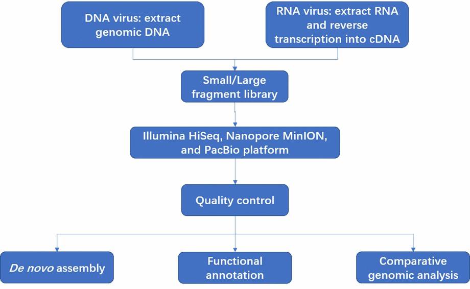 The Workflow of Viral Genome De Novo Sequencing.