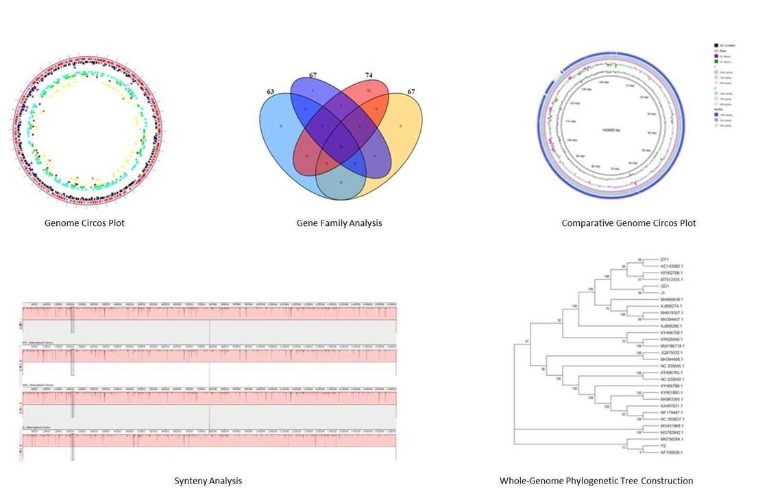 The Bacterial Viral Genome De Novo Sequencing Results Display.