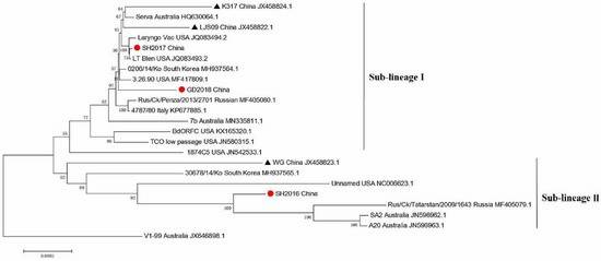 Figure 2. Phylogenetic relationship among ILTV isolates. (Wu M et al., 2022)