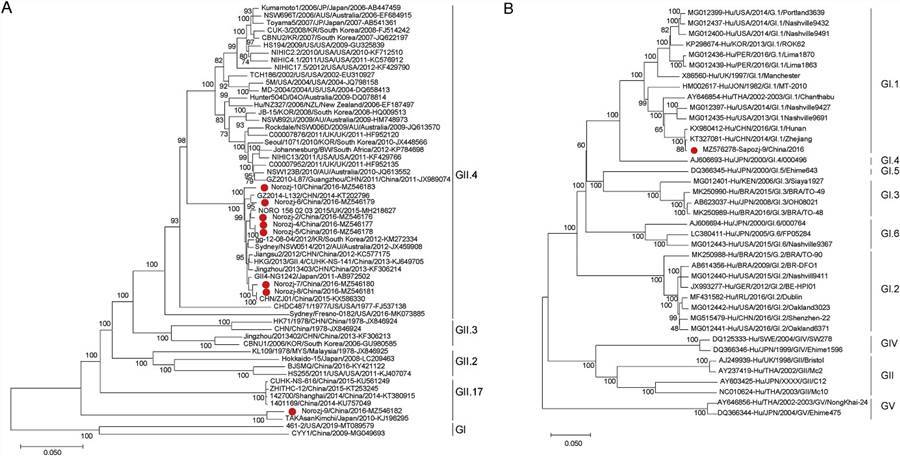 The phylogenetic analysis based on the complete genome sequences of NoVs and SaVs.