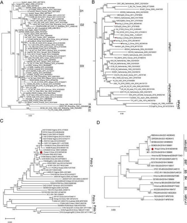 The phylogenetic analysis of picornaviruses identified in this study.