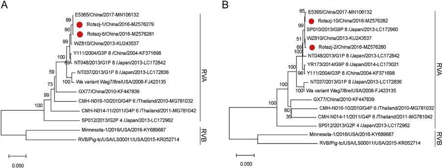 The phylogenetic analysis of human rotaviruses identified in this study.