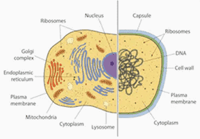 Bioinformatics Analysis