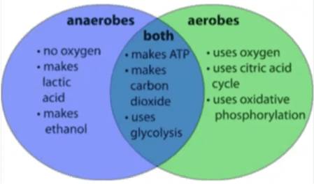 what-is-the-difference-between-aerobes-and-anaerobes-2
