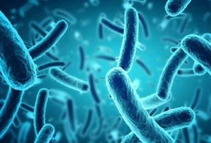 what-is-the-difference-between-aerobes-and-anaerobes-3