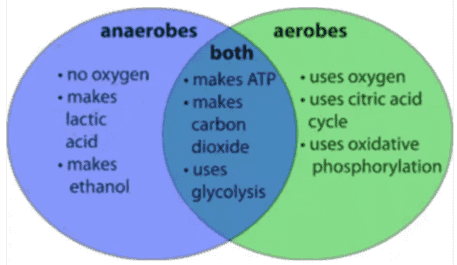 What Is the Difference Between Aerobes and Anaerobes