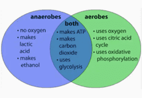 Bioinformatics Analysis