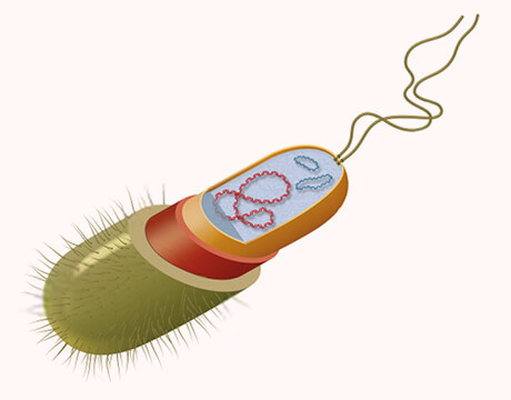 CD Bacteria Genomic DNA Kit