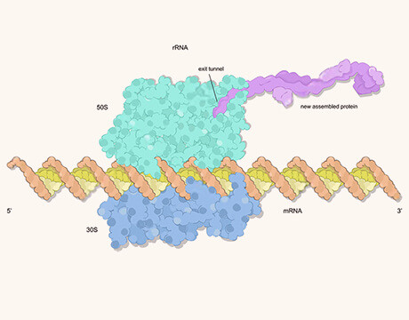 CD rRNA Depletion Kit (Bacteria)