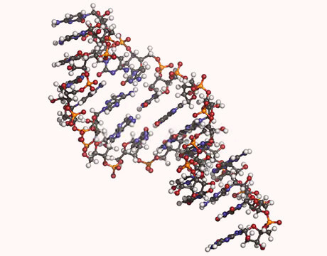 CD Small RNA Library Prep Kit for Illumina