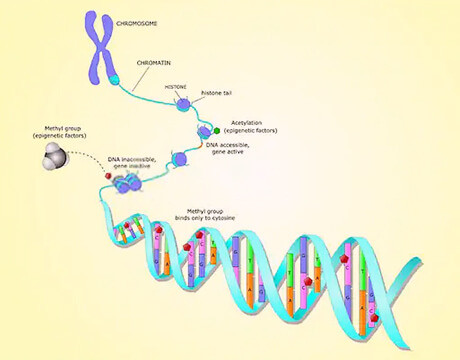 CD DNA Methylation Bisulfite Kit