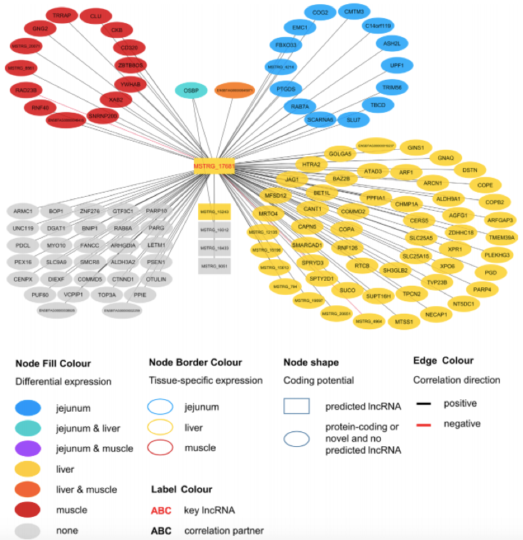 Co-expression network for the novel long non-coding (lnc) RNA MSTRG.17681 with key regulatory potential for metabolic efficiency in cattle and significantly (p < 0.05) correlated genes with a minimal correlation coefficient of |r| > 0.8.