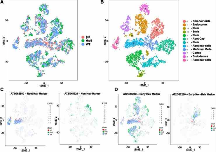 Figure 4. Comparative analysis of single-cell transcriptomes between wild-type and root epidermis mutant roots. (Ryu et al., 2019)