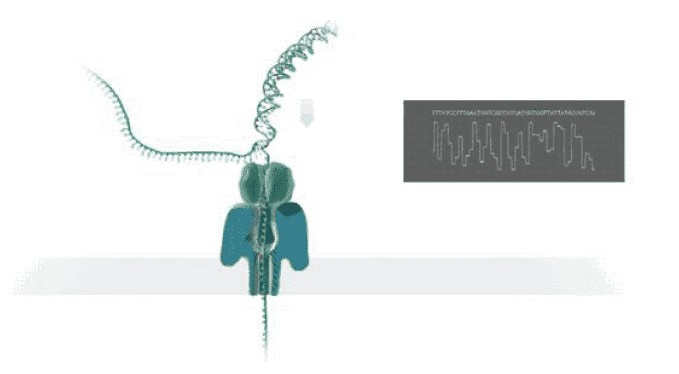 Nanopore Sequencing.
