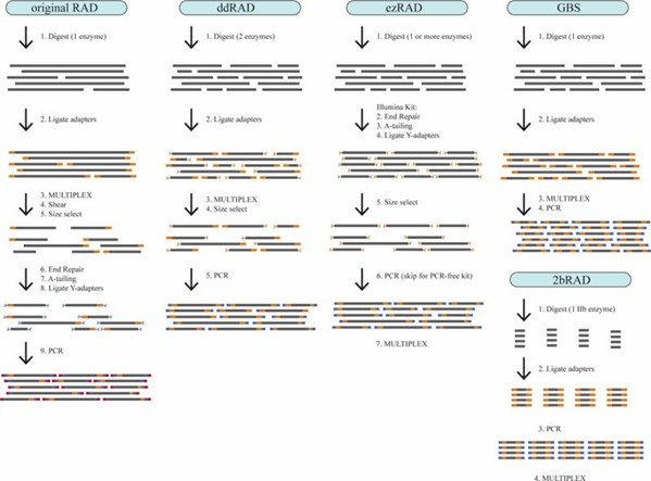 Figure 1. Detailed process diagram of five different RAD-seq library preparation protocols. (Andrews et al., 2016)