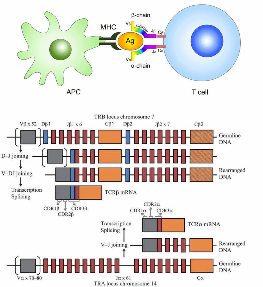 Ribosome-protected mRNA