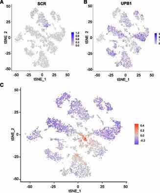 Figure 3. Developmental variation in gene expression within clusters. (Ryu et al., 2019)
